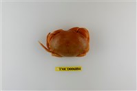 藏品(隆背瓢蟹)的圖片